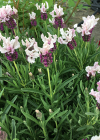 Lavandula stoechas 'Boysenberry Ruffles'